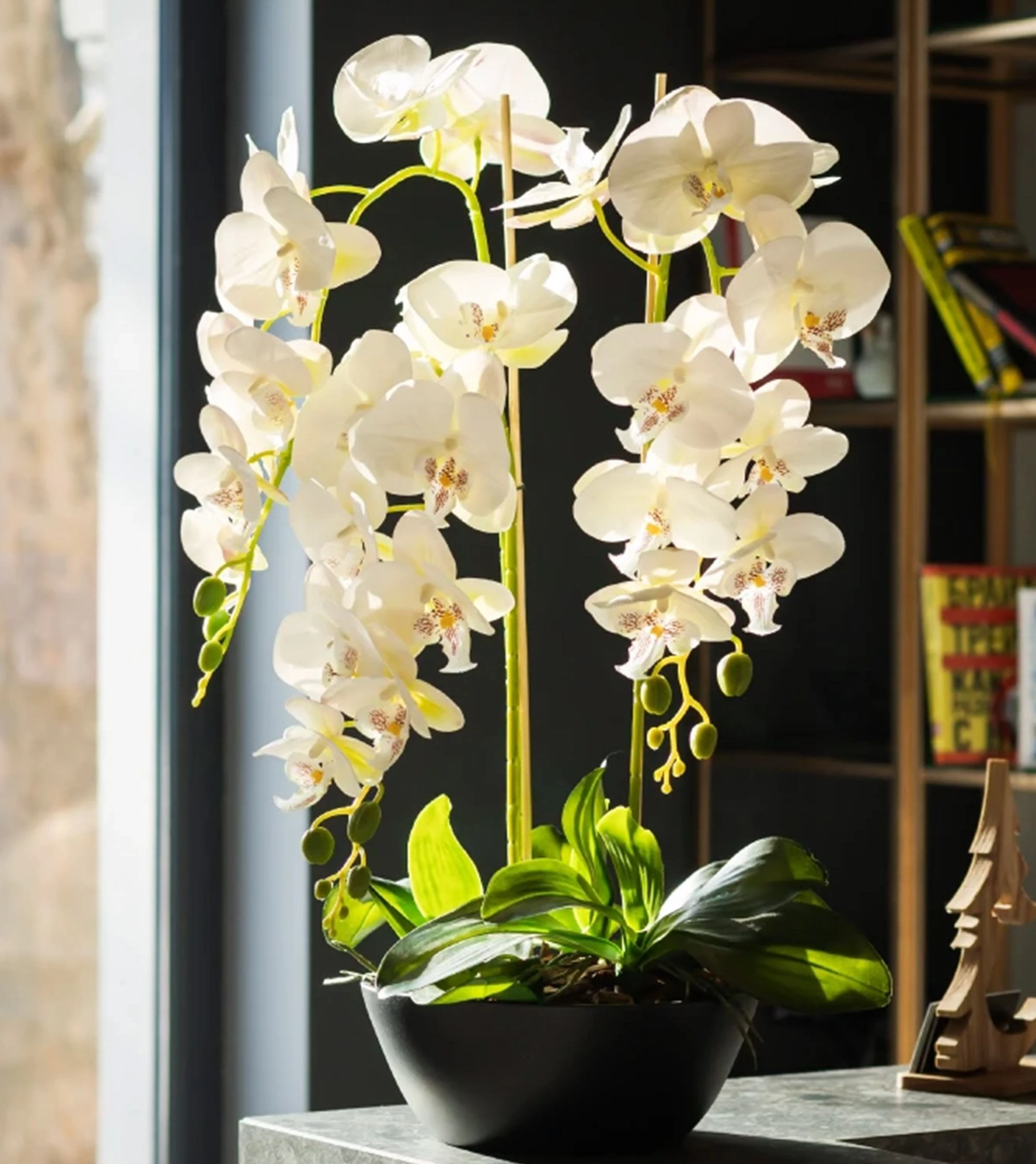 Orchid 蘭花