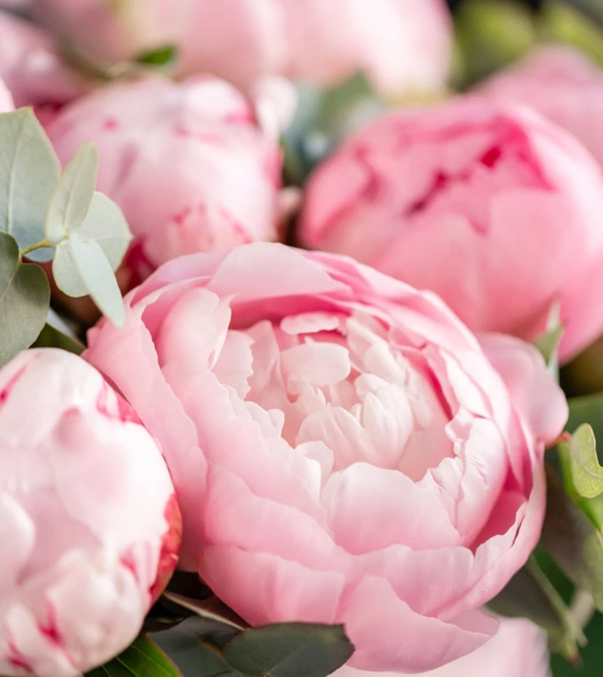 Peony 牡丹