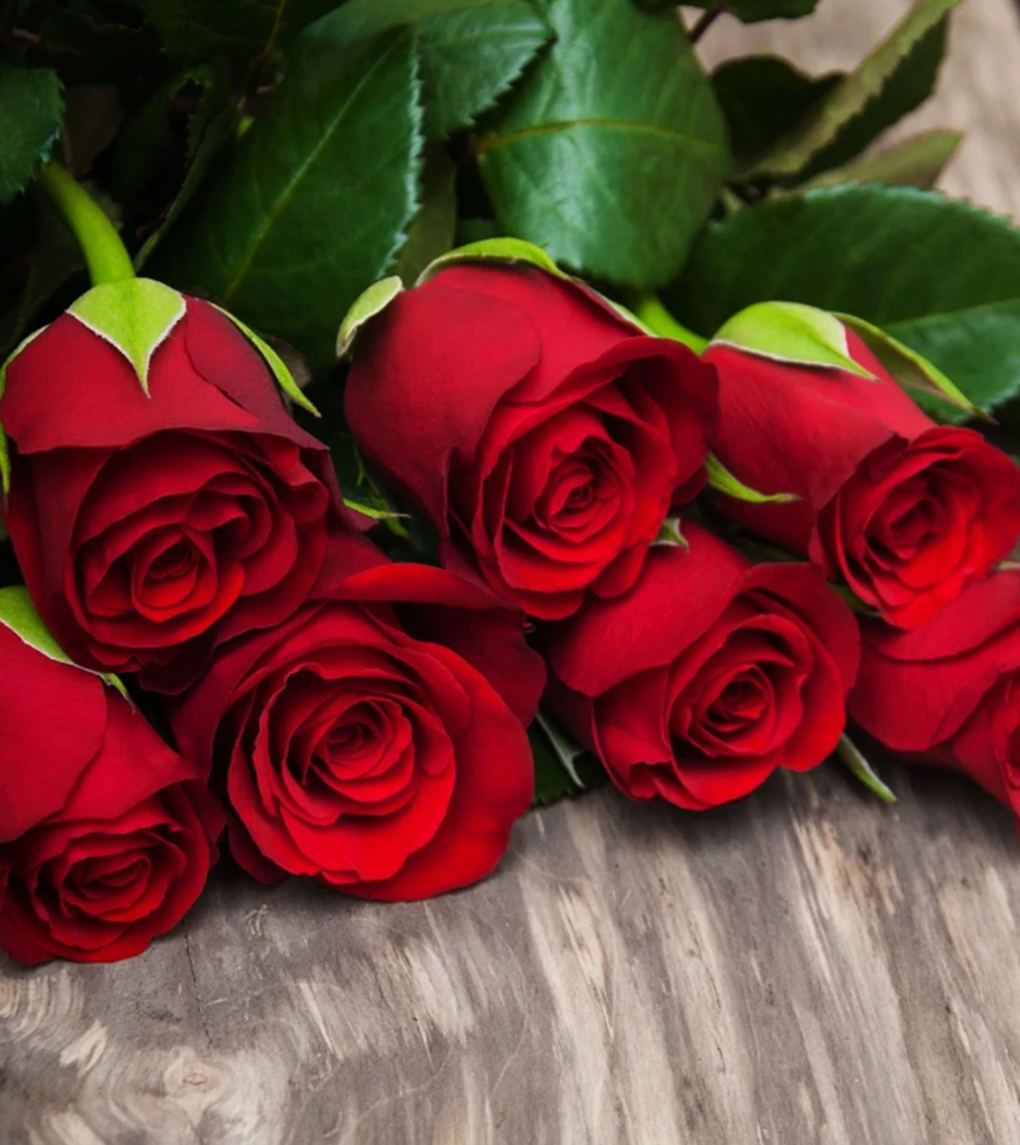 Red Rose 紅玫瑰